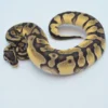 Yearling Male Pastel Lesser Leopard Fire Ball Python For Sale - Image 4