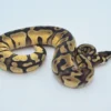 Yearling Male Pastel Lesser Leopard Fire Ball Python For Sale - Image 3