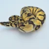 Yearling Male Pastel Lesser Leopard Fire Ball Python For Sale - Image 2