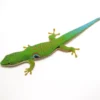 Peacock Day Gecko For Sale - Image 2