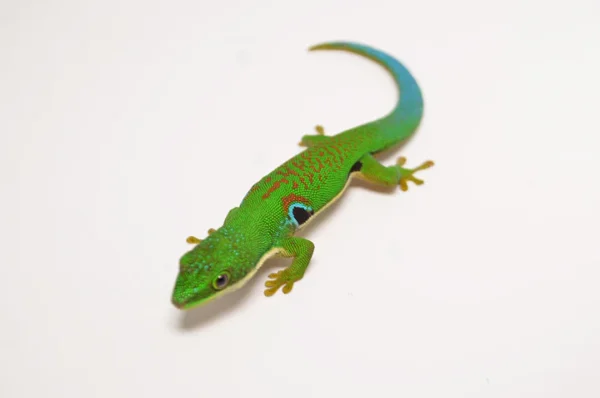 Peacock Day Gecko For Sale