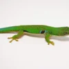 Peacock Day Gecko For Sale - Image 3