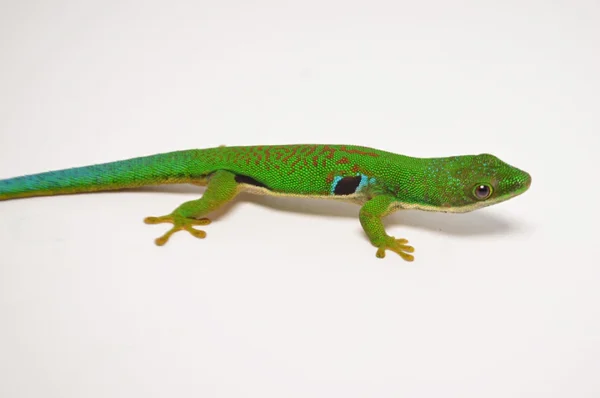 Peacock Day Gecko For Sale - Image 3