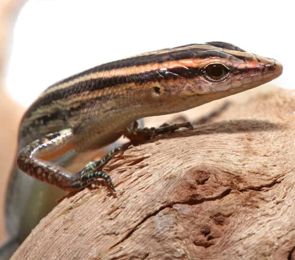 Pacific Blue Tailed Skink For Sale
