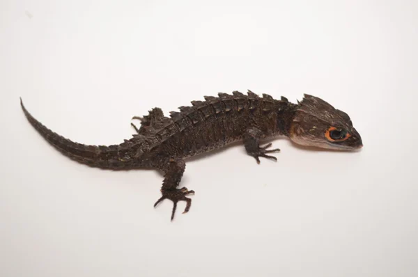 Red Eyed Crocodile Skink For Sale