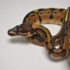 Male Scaleless Head Blade Ball Python For Sale - Image 2