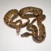 Male Scaleless Head Blade Ball Python For Sale - Image 3