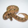 Baby Male Scaleless Pied Ball Python For Sale - Image 2