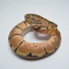 Baby Male Scaleless Pied Ball Python For Sale - Image 3