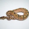 Baby Male Scaleless Pied Ball Python For Sale - Image 4