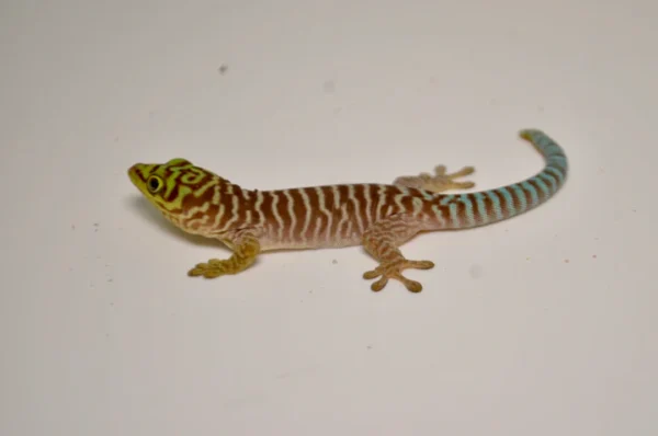 Baby Standings Day Gecko For Sale - Image 3