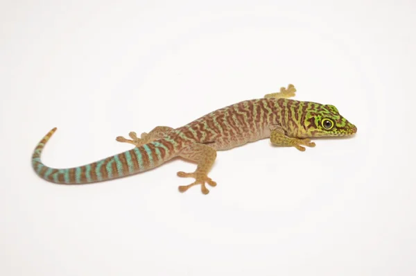 Baby Standings Day Gecko For Sale - Image 4