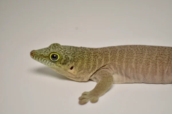 Baby Standings Day Gecko For Sale - Image 5