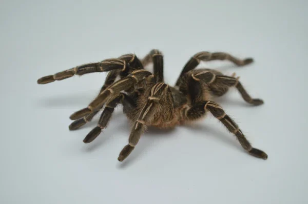 Brazilian White Knee Tarantula For Sale - Image 3