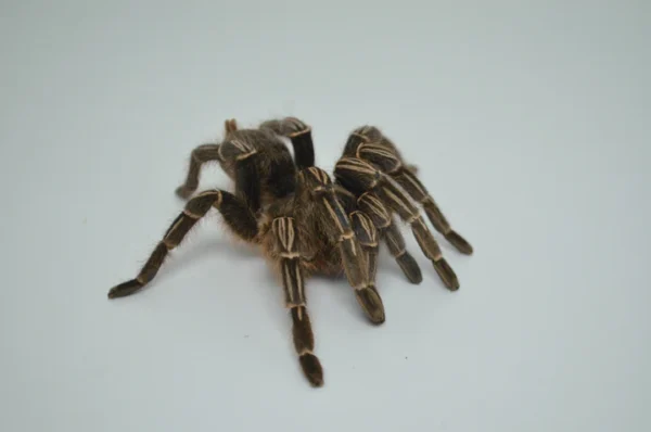 Brazilian White Knee Tarantula For Sale - Image 2