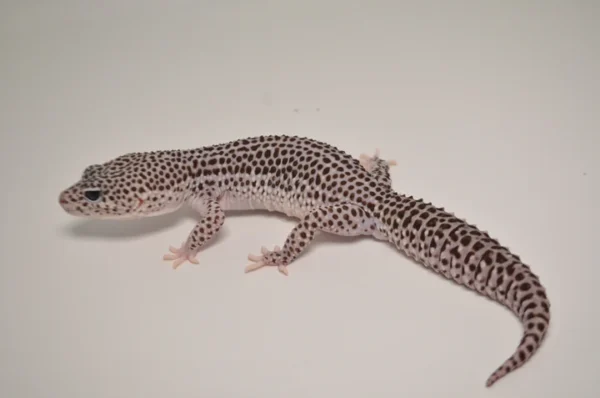 Baby Super Snow Leopard Gecko For Sale