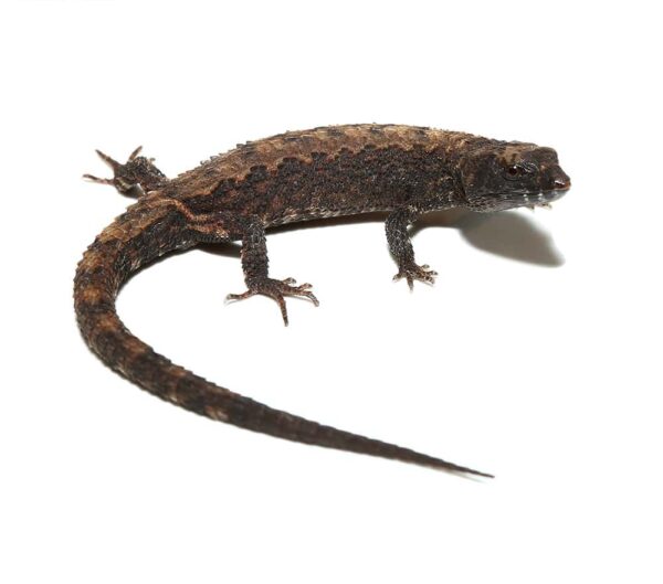 Schmidts Helmeted Skink For Sale