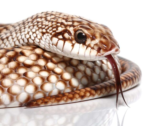 Speckled Hognose Snake For Sale