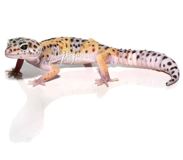 Sub-Adult Leopard Gecko For Sale