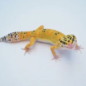 Baby Tangerine Leopard Gecko For Sale