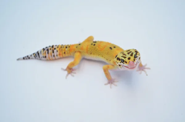 Baby Tangerine Leopard Gecko For Sale