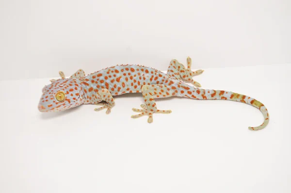 Female T- Albino Tokay Gecko For Sale - Image 3