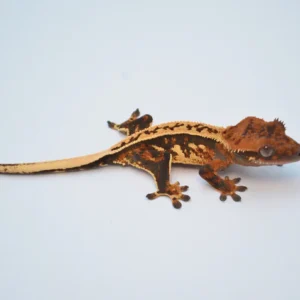 TRICOLOR WHITEOUT PINSTRIPE CRESTED GECKO