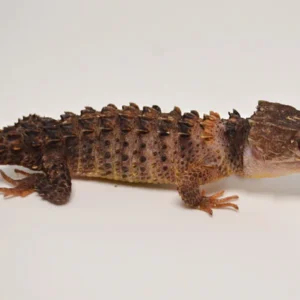 WHITE EYED CROCODILE SKINK