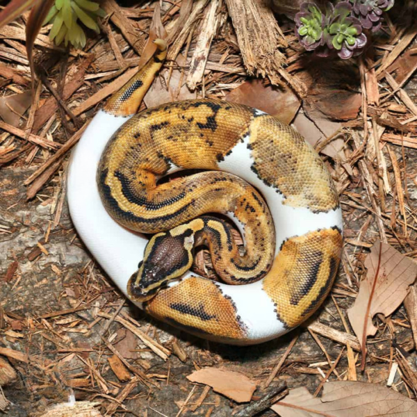 Yearling Female Pastel Enchi Pied Ball Python For Sale