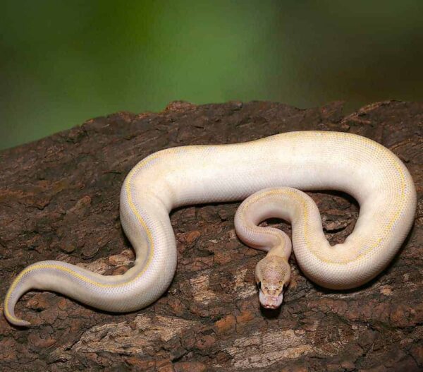 Yearling Male Ivory Het Clown Ball Python For Sale