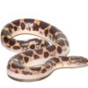 Yearling Saharan Sand Boa For Sale