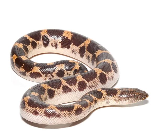 Yearling Saharan Sand Boa For Sale