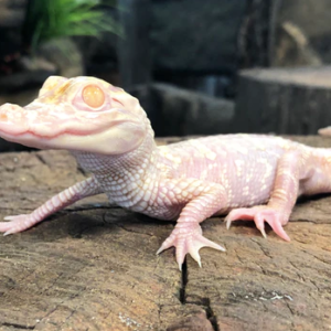 Albino Alligator For Sale