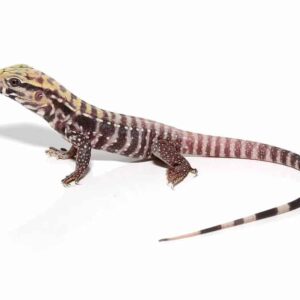 Albino Black Ice Tegu For Sale