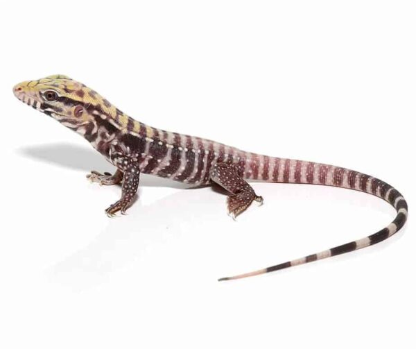 Albino Black Ice Tegu For Sale
