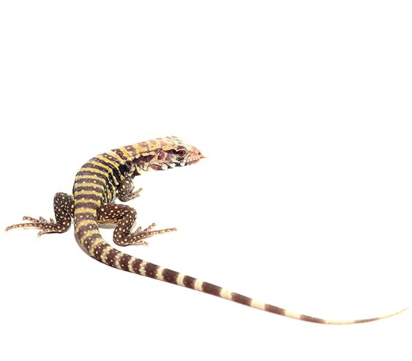 Albino Blue Tegu For Sale