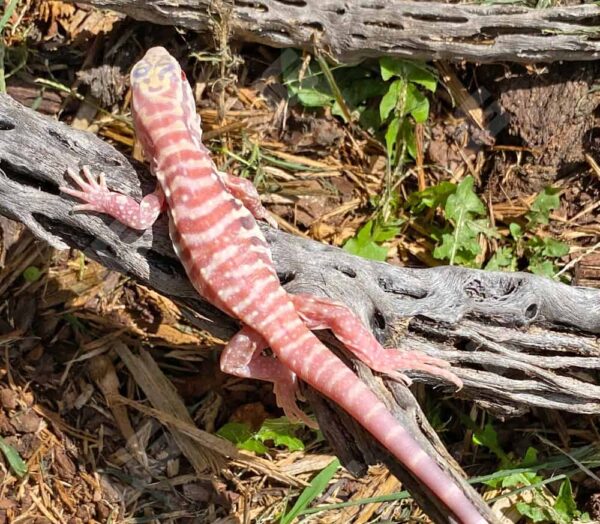 Albino Cherry Ice Tegu For Sale
