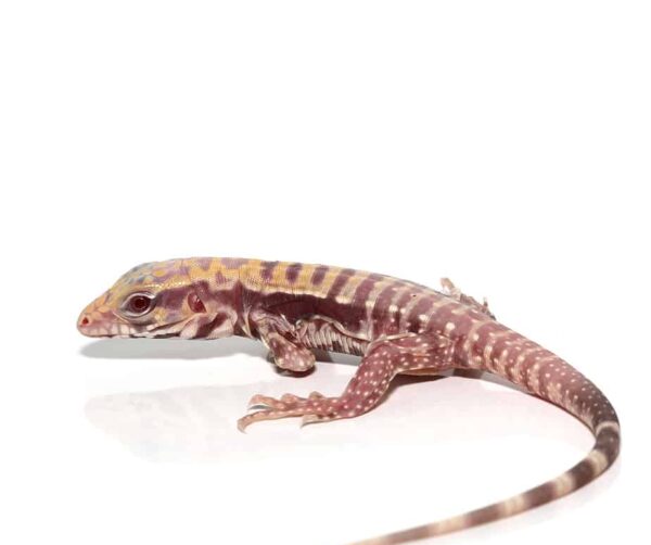 Albino Lemon Ice Tegu For Sale
