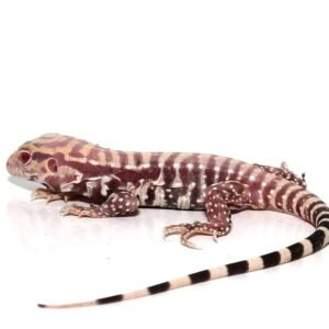 Albino Purple Ice Tegu For Sale