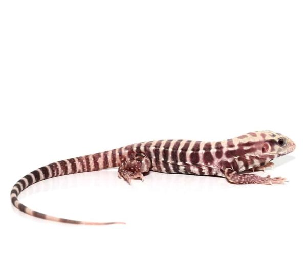 Albino Tiger Ice Tegu For Sale