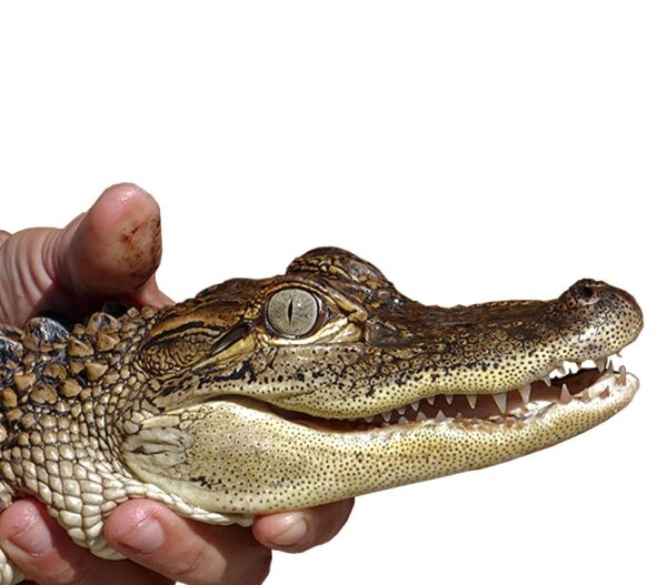 American Alligator For Sale
