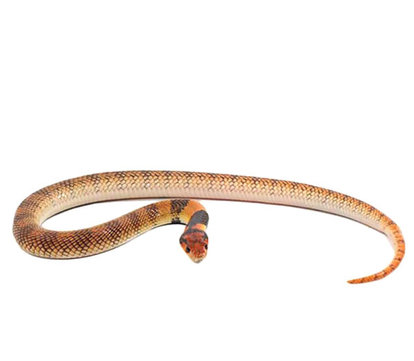 Angolan Coral Cobra For Sale