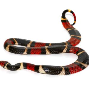 Skinks For Sale