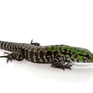 Argentine Black And White Tegu For Sale