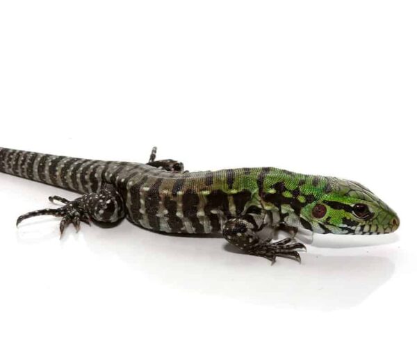 Argentine Black And White Tegu For Sale
