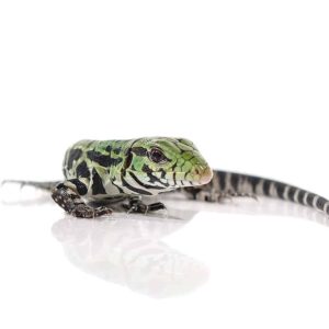 Argentine Black and White Tegu For Sale
