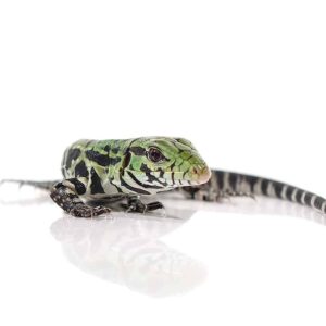 Argentine Black and White Tegu For Sale