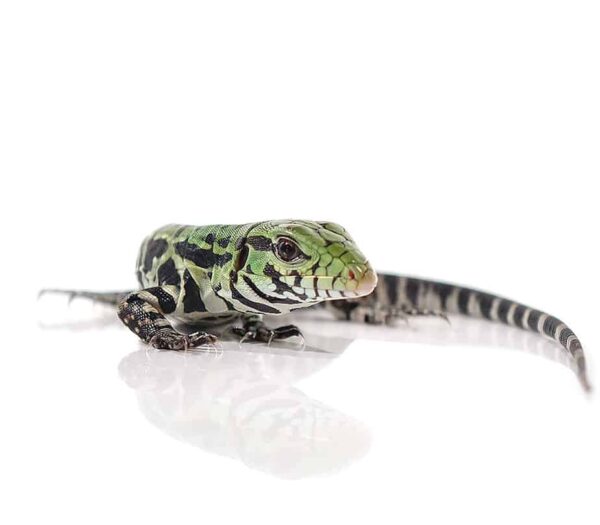 Argentine Black and White Tegu For Sale