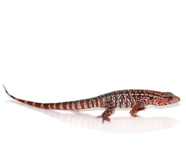 Argentine Red Tegu For Sale