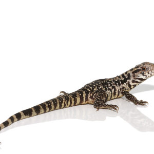 B Grade Yearling Black Flame Tegu For Sale